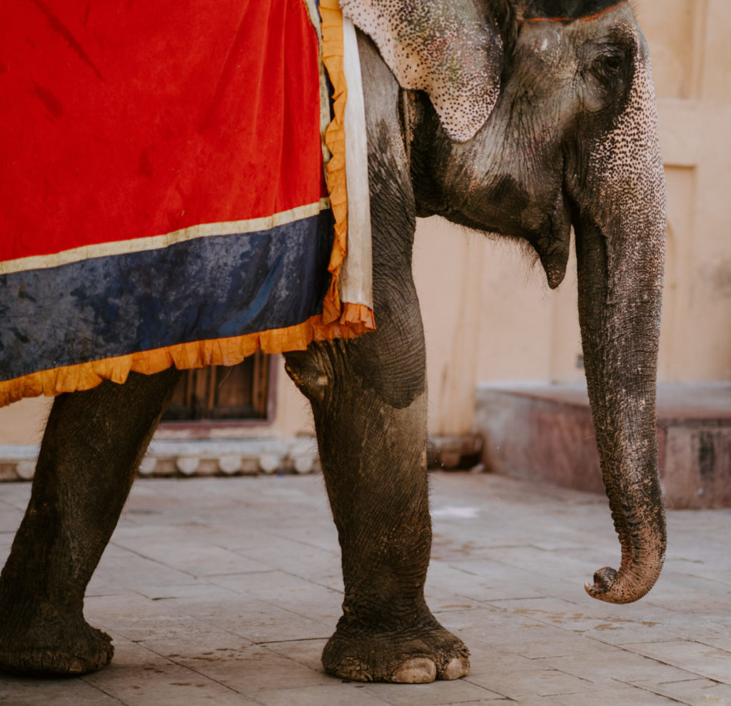 olifant circus